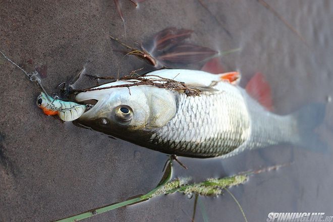 Изображение 7 : Очередная рыбалка на перекате.